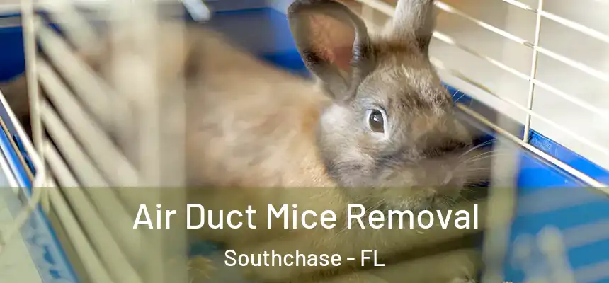 Air Duct Mice Removal Southchase - FL
